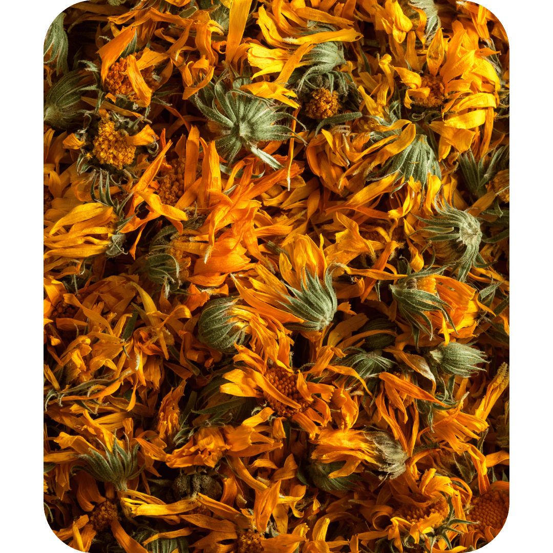 Calendula