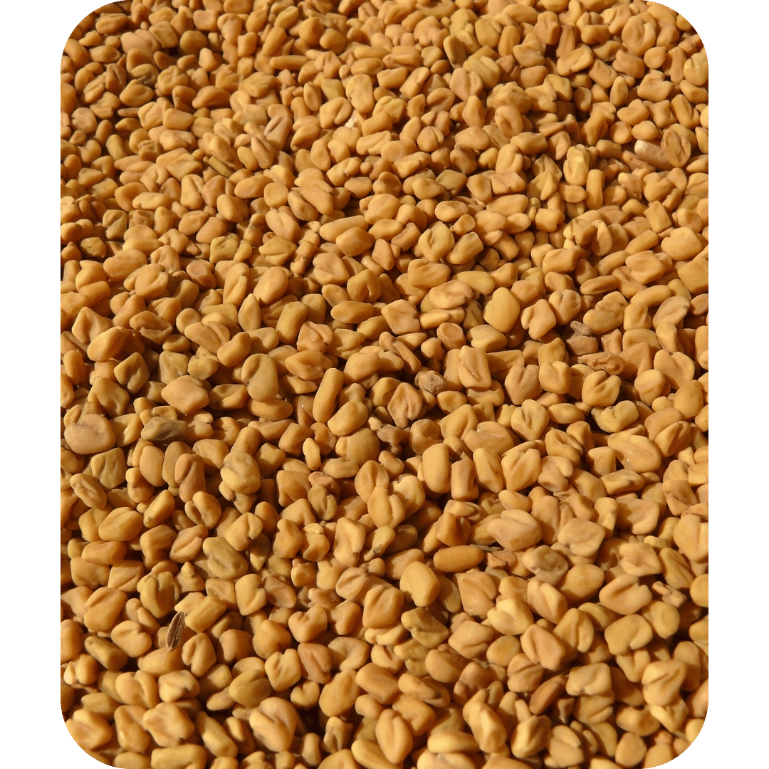 Fenugreek seeds